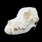 Hond Schedel van een zoogdier - Canis familiaris/Bernese, Nieuw