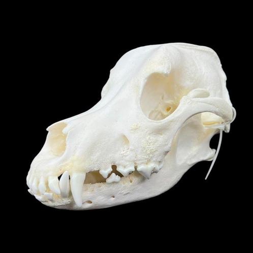 Hond Schedel van een zoogdier - Canis familiaris/Bernese, Verzamelen, Dierenverzamelingen