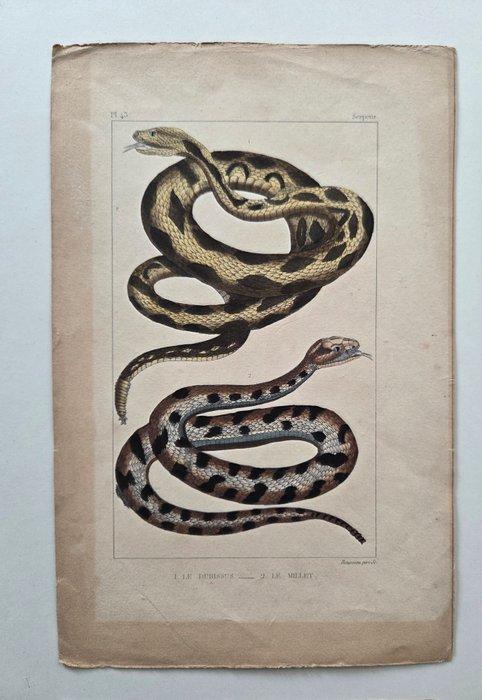 Franse school (XVIII) - Slangen, Antiek en Kunst, Antiek | Overige Antiek