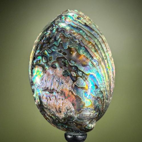 Decoratief ornament (2) - NO RESERVE PRICE - A Pair of, Antiek en Kunst, Kunst | Designobjecten