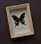 Vlinder Taxidermie volledige montage - Papilio karna karna -, Verzamelen, Nieuw