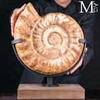 Grote ammoniet - oer Oceaan Douvilleiceras – Monument van de, Verzamelen, Nieuw