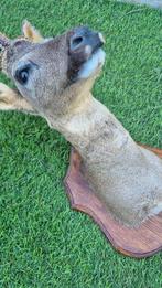 Reebok Taxidermie wandmontage - Capreolus capreolus -
