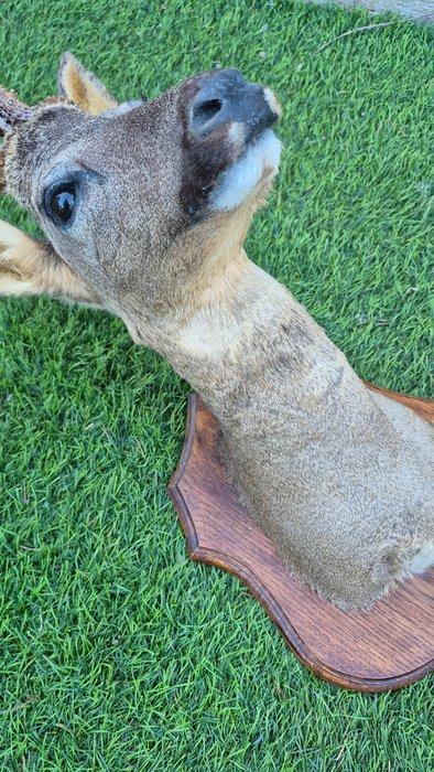 Reebok Taxidermie wandmontage - Capreolus capreolus -, Antiquités & Art, Curiosités & Brocante