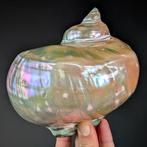 Coquillage de Turbo marmoratus - Poli Coquillage marin -, Nieuw