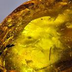 Baltische amberhouding met een negatieve afdruk van een, Verzamelen, Mineralen en Fossielen