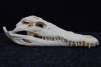 Large Nile Crocodile Schedel - Crocodylus niloticus (with, Nieuw