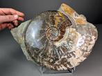 Grote ammoniet - Gefossiliseerde schelp - Aioloceras, Verzamelen, Mineralen en Fossielen