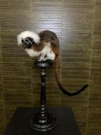Pinchéaap Taxidermie Opgezette Dieren By Max, Verzamelen, Dierenverzamelingen, Ophalen of Verzenden, Nieuw, Wild dier, Opgezet dier