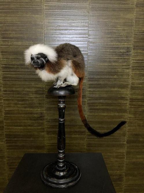 Pinchéaap Taxidermie Opgezette Dieren By Max, Verzamelen, Dierenverzamelingen, Opgezet dier, Nieuw, Wild dier, Ophalen of Verzenden