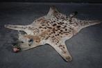 Hyena Taxidermie schoudermontage - Crocuta crocuta - 130 cm, Nieuw