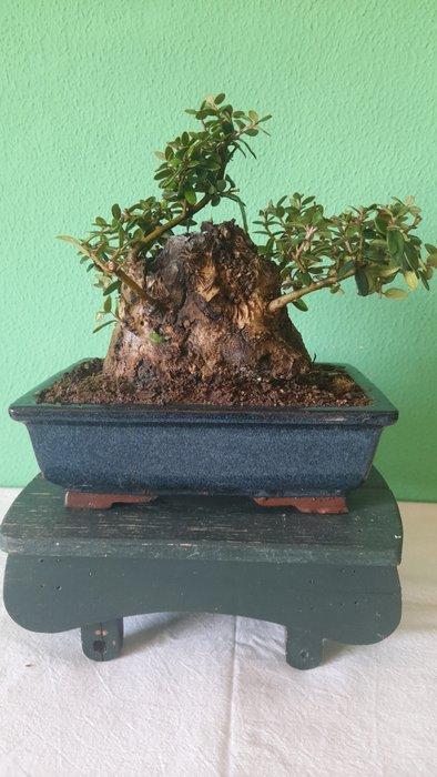 Olijf bonsai (Olea europaea) - Hoogte (boom): 16 cm - Diepte, Antiek en Kunst, Curiosa en Brocante
