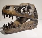 Fossiele schedel - Prachtige replica van de Tyrannosaurus