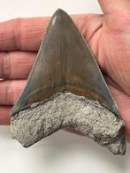 Tand van Megalodon 10,2 cm - Fossiele tand - Carcharocles