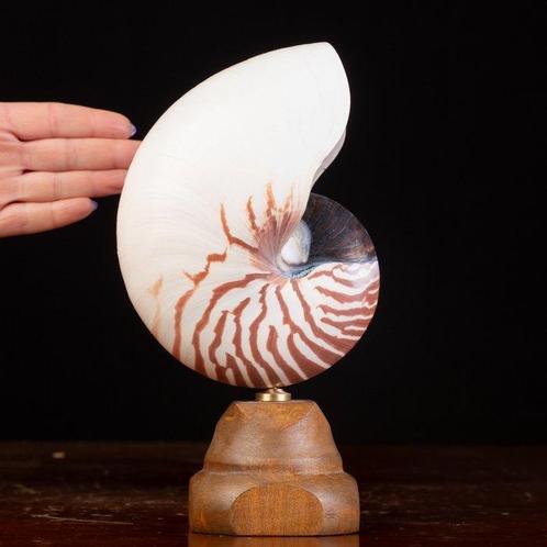 Meester van Wunderkammer Taxidermie volledige montage -, Verzamelen, Dierenverzamelingen
