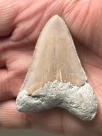 Megalodon tand 5,9 cm - Fossiele tand - Carcharocles, Verzamelen, Nieuw