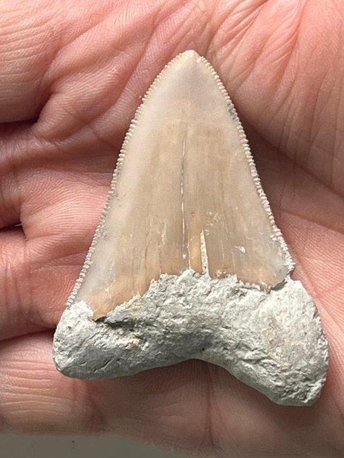 Megalodon tand 5,9 cm - Fossiele tand - Carcharocles, Verzamelen, Dierenverzamelingen