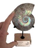 Zeldzaam iriserend ammonietfossiel op maat gemaakte houten, Verzamelen