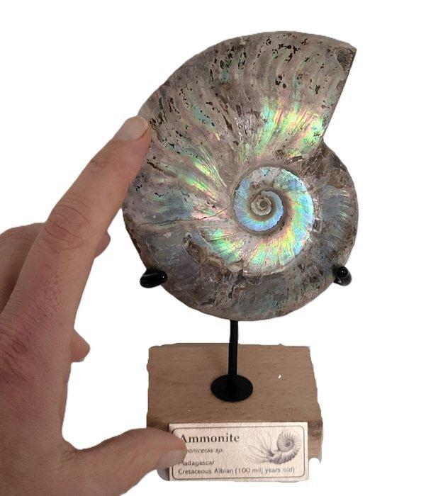 Zeldzaam iriserend ammonietfossiel op maat gemaakte houten, Verzamelen, Mineralen en Fossielen