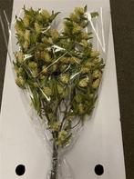 Hop Carpinus blad droogbloemen in hoes, Huis en Inrichting, Nieuw