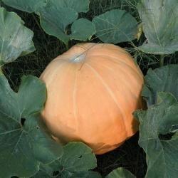 Pacific Giant Reuzenpompoen