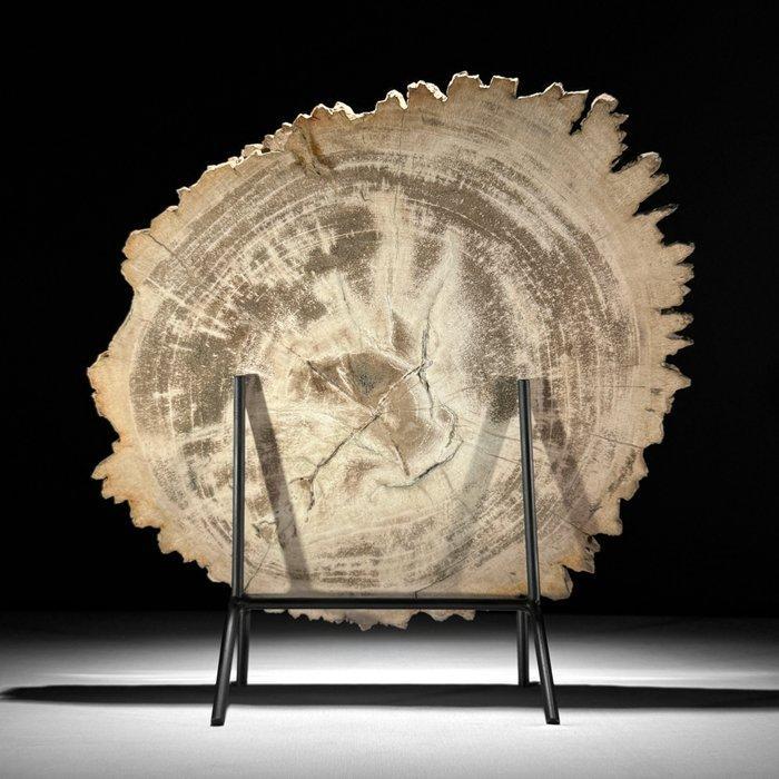 C - Prachtige plak versteend hout op een op maat gemaakte, Antiek en Kunst, Kunst | Designobjecten