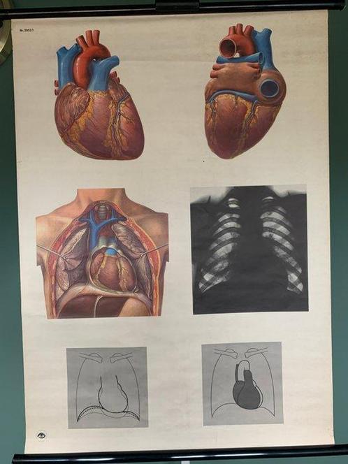 Schoolplaat van het hart, Deutsches Hygiene Museum, 1950 dl1, Antiek en Kunst, Antiek | Wandborden en Tegels