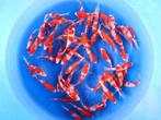 Marudo 12-15cm  Kohaku mix (Japanse Koi), Ophalen of Verzenden, Nieuw