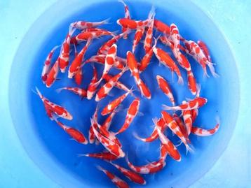 Marudo 12-15cm  Kohaku mix (Japanse Koi) beschikbaar voor biedingen