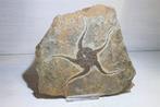 Echinoderm - Gefossiliseerd dier - 21 cm - 21 cm, Collections