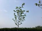 Boom - Linde (x1), Tuin en Terras, Planten | Bomen