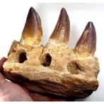 Mosasaure - Mâchoire fossilisée - Prognatodon giganteous -
