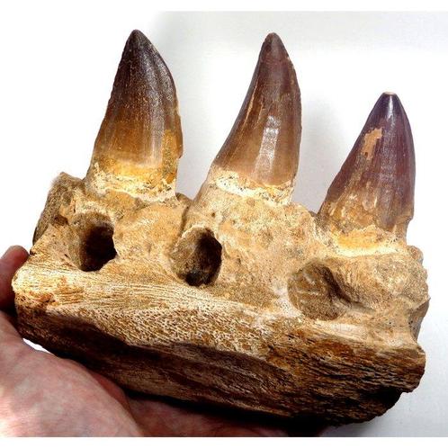 Mosasaure - Mâchoire fossilisée - Prognatodon giganteous -, Verzamelen, Mineralen en Fossielen