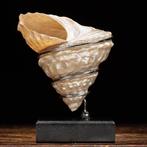 Élément dameublement exclusif - Coquille turban ondulée