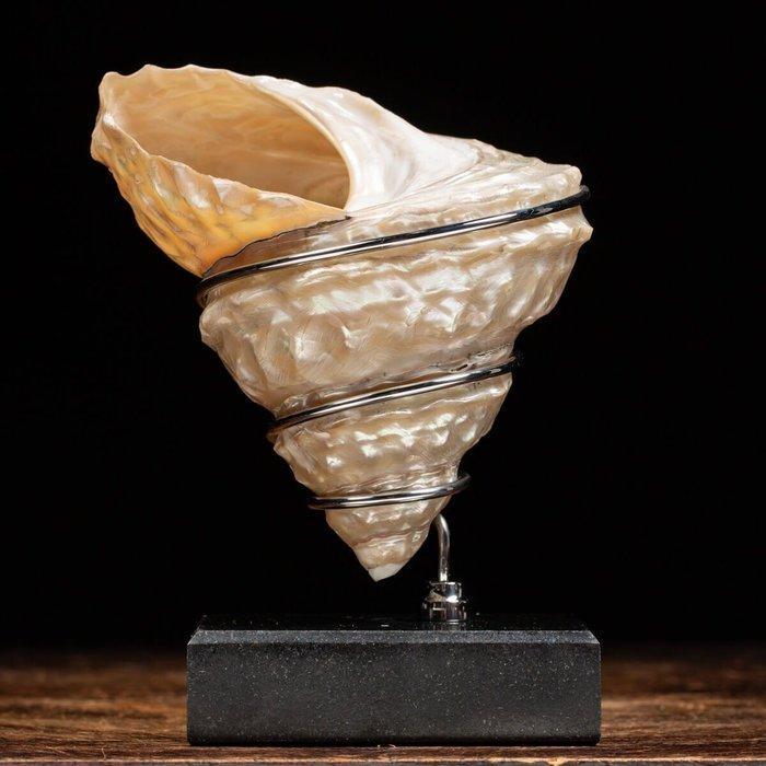 Élément dameublement exclusif - Coquille turban ondulée, Antiquités & Art, Curiosités & Brocante