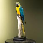 Blue-and-yellow Macaw - Taxidermie volledige montage - Ara