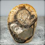 Ammonite fossilisé très rare dans une matrice septarienne.