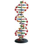 Menselijk DNA-model ST-ATM 012, Verzenden