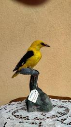 Rigogolo Maschio Taxidermie volledige montage - Oriolus, Nieuw