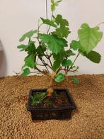 Morus - Hoogte (boom): 27 cm - Diepte (boom): 23 cm -