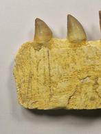 Mosasaurus - Fossiele tand - 9.5 cm (Zonder Minimumprijs)