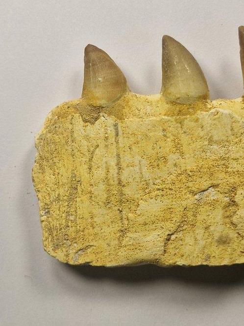 Mosasaurus - Fossiele tand - 9.5 cm (Zonder Minimumprijs), Verzamelen, Mineralen en Fossielen