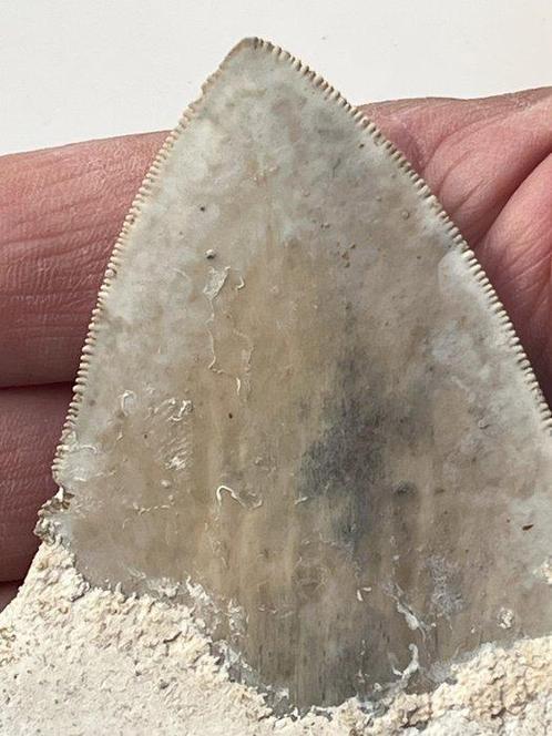 Megalodon tand 10,5 cm - Fossiele tand - Carcharocles, Verzamelen, Dierenverzamelingen
