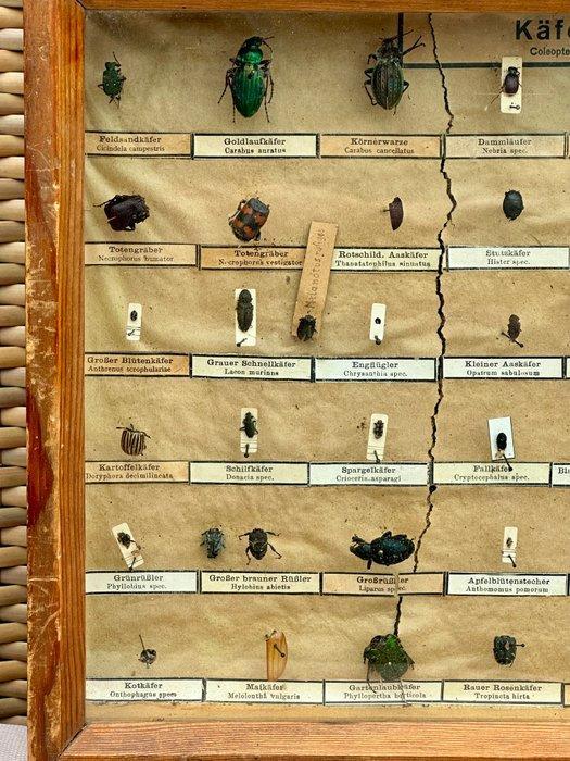 Insekt Taxidermie volledige montage - No reserve-Vitrinekast, Verzamelen, Dierenverzamelingen