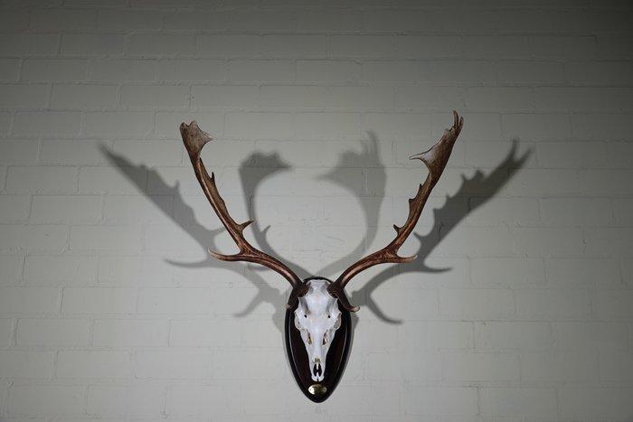 Fallow Buck Trophy Schedel - Dama dama - 40 cm - 75 cm - 75, Antiquités & Art, Curiosités & Brocante