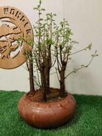 Kustmammoetboom bonsai (Sequoia) - Hoogte (boom): 40 cm -, Antiek en Kunst