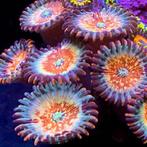 Zoanthus Seduction Frag (2-3 polypen), Dieren en Toebehoren, Overige Dieren