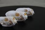 Mink Schedel - Neovison vison - 7 cm - 3.5 cm - 3.5 cm-