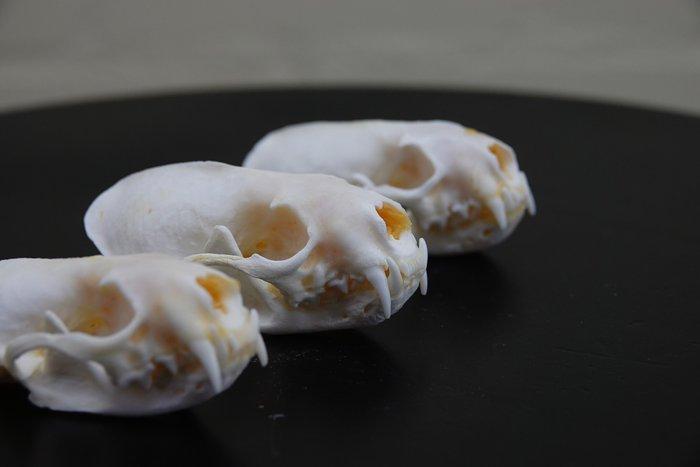 Mink Schedel - Neovison vison - 7 cm - 3.5 cm - 3.5 cm-, Antiquités & Art, Curiosités & Brocante