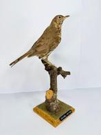 Wilgans Taxidermie volledige montage - Turdus philomelos -, Nieuw